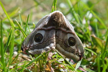 Petit paon de nuit,(Saturnia pavonia)