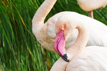 Fotobehang Pink flamingo detail © Jiri Foltyn