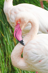 Pink flamingo detail