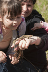 Знакомство с ящерицей