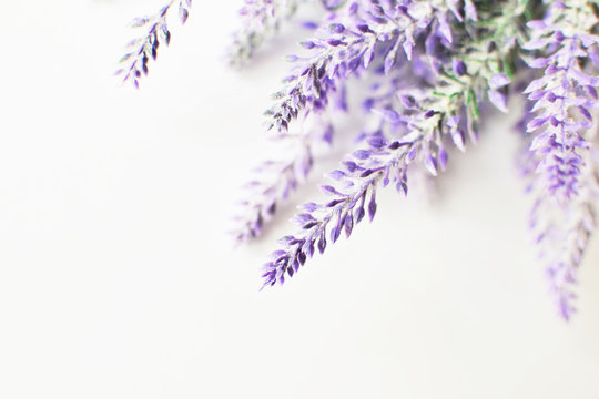 Lavender branch on a white background