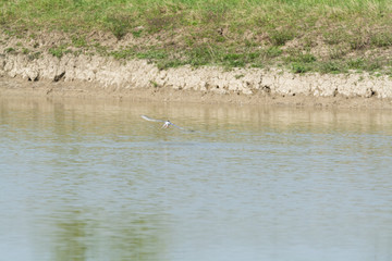 Sterna in volo