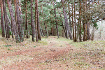 empty country road in spring