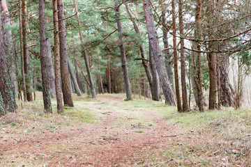 empty country road in spring