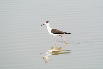 Himantopus himantopus