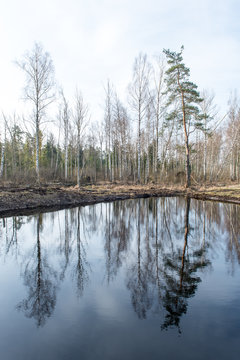 reflections of trees in water