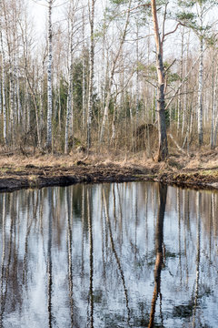 reflections of trees in water