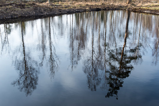 reflections of trees in water