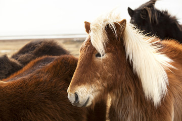 Portrait of an Icelandic pony with blonde mane