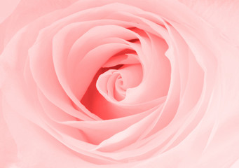 Fototapeta na wymiar White rose close up view
