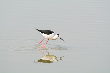 Himantopus himantopus