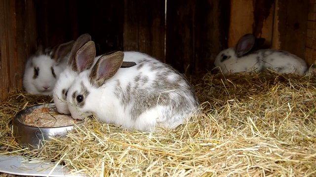 Young White rabbits in the cage on dry grass