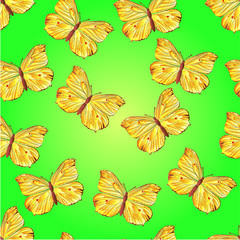 Seamless texture butterfly  Gonepteryx rhamni   vector