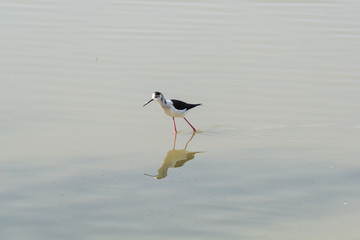 Himantopus himantopus
