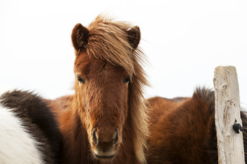 Portrait of an Icelandic pony with a brown mane
