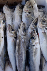 Fototapeta premium Fische auf einem Markt