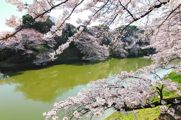 Obraz na płótnie Canvas Cherry blossom in ueno park tokyo japan 2015