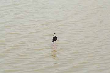 Himantopus himantopus