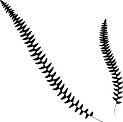 Fern silhouette