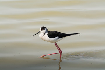 Himantopus himantopus