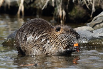 Wild nutria (Myocastor coypus) eat in the water. Spring