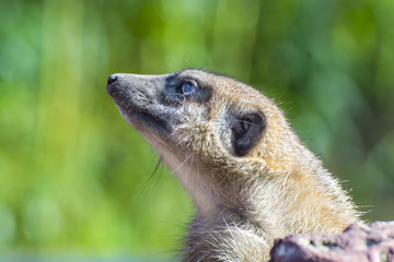 Meerkat (Suricata suricatta)