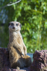 Fototapeta premium Meerkat (Suricata suricatta)
