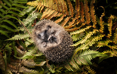 Hedgehog is going to sleep