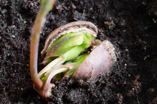 Detail keimende Eichel (Rot-Eiche)