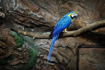 Foto op Plexiglas macaw parrot blue sits on a rock at the zoo © brusnikaphoto