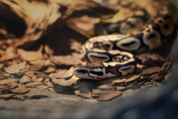 Eastern Brown Snake