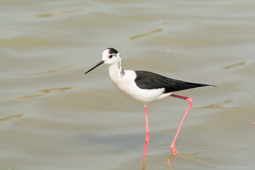 Himantopus himantopus