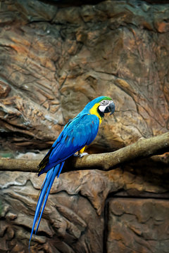 macaw parrot blue sits on a rock at the zoo