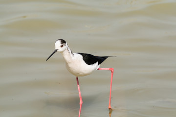 Himantopus himantopus