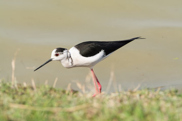 Himantopus himantopus