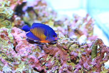Twospined Angelfish (Centropyge bispinosa) in Japan