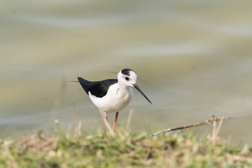 Himantopus himantopus