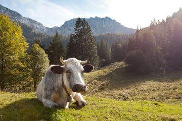 Kuh auf der Alm