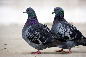 A couple of pigeons