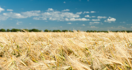wheat field and blue sky summer landscape