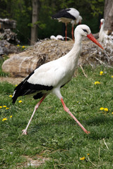 Fototapeta premium White stork. Ciconia ciconia in the meadow rural scene
