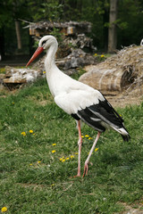 White stork. Ciconia ciconia in the meadow rural scene