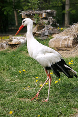White stork. Ciconia ciconia in the meadow rural scene