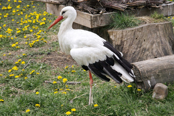 White stork. Ciconia ciconia on the farm rural scene