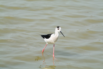 Himantopus himantopus