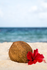 Kokosnuss und Hibiskusbl&uuml;te liegen am Strand