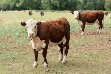Naklejka na ściany i meble Cow in a field