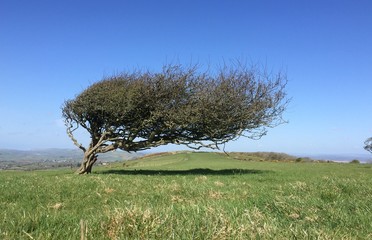 windswept lone tree on hill