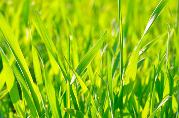 Green grass on green background in the sunlight