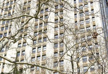 Tree with branches against building